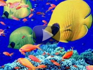 желто-зеленые рыбки аквариум желто-зеленые рыбки аквариум