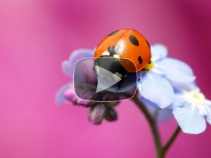 божья коровка божья коровка