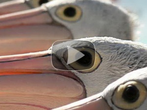 клювики клювики