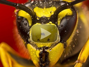 мордочка стрекозы мордочка стрекозы