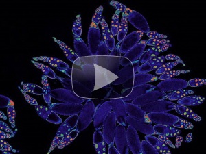 темное фиолетовое темное фиолетовое