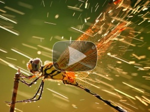 стрекоза полна изящества стрекоза полна изящества